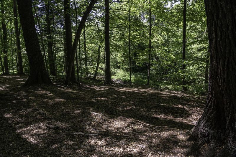 Canadian Forest in Ontario: A Natural and Serene Landscape - HDRi Maps ...