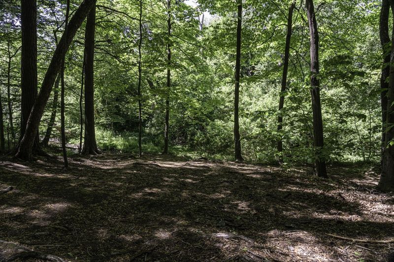 Canadian Forest in Ontario: A Wooded Landscape HDRi Maps and Backplates