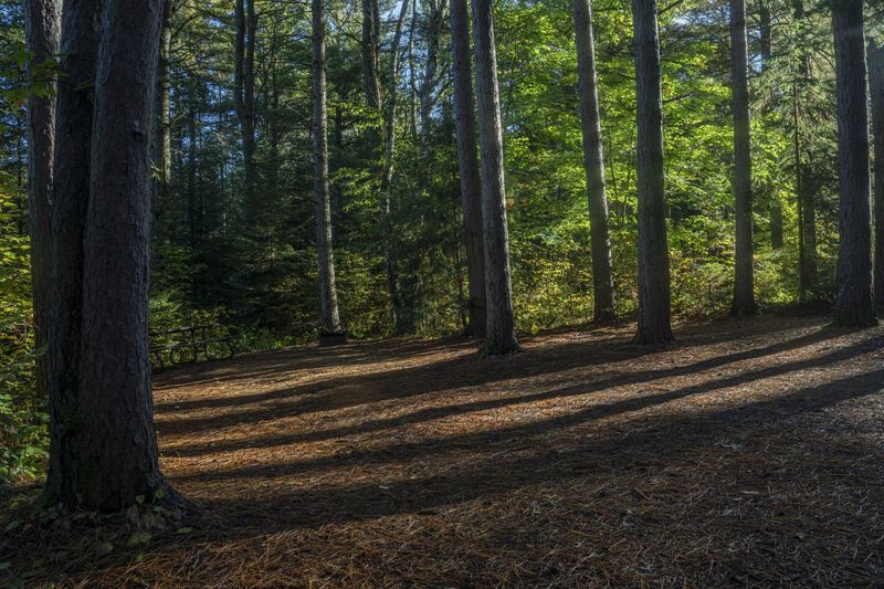 Canadian Forest: A Tree's Shadow in the Daylight HDRi Maps and Backplates