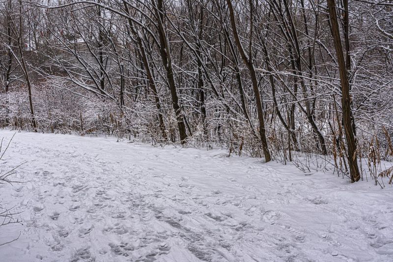 Canadian Landscape: Snow Covered Trail HDRi Maps and Backplates