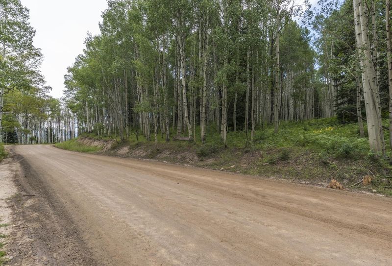 Colorado Landscape: Forest Road on Dirt