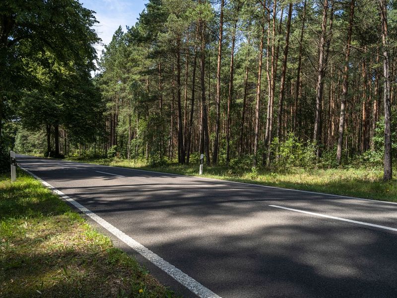 Country Road Through Berlin Forest Landscape HDRi Maps and Backplates