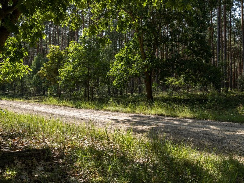 Cycling through the Green Forest in Berlin HDRi Maps and Backplates