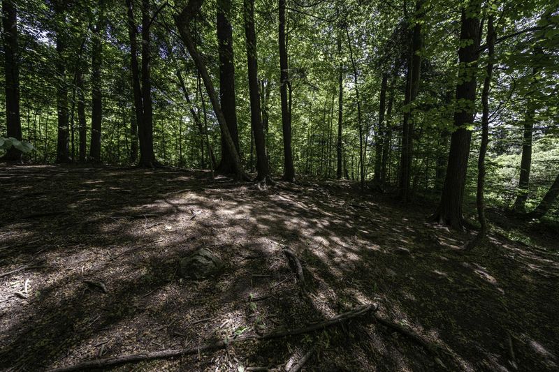Dirt Hill in Ontario Forest Landscape HDRi Maps and Backplates