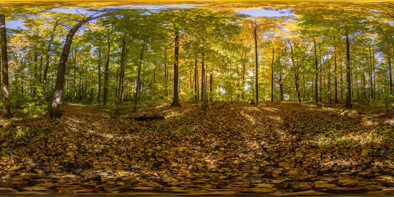 Autumn Forest Path in Temperate Broadleaf and Mixed Forest HDRi Maps ...