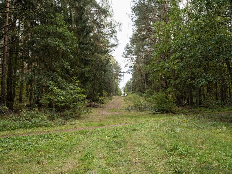 Empty Dirt Road through Forest in Germany HDRi Maps and Backplates