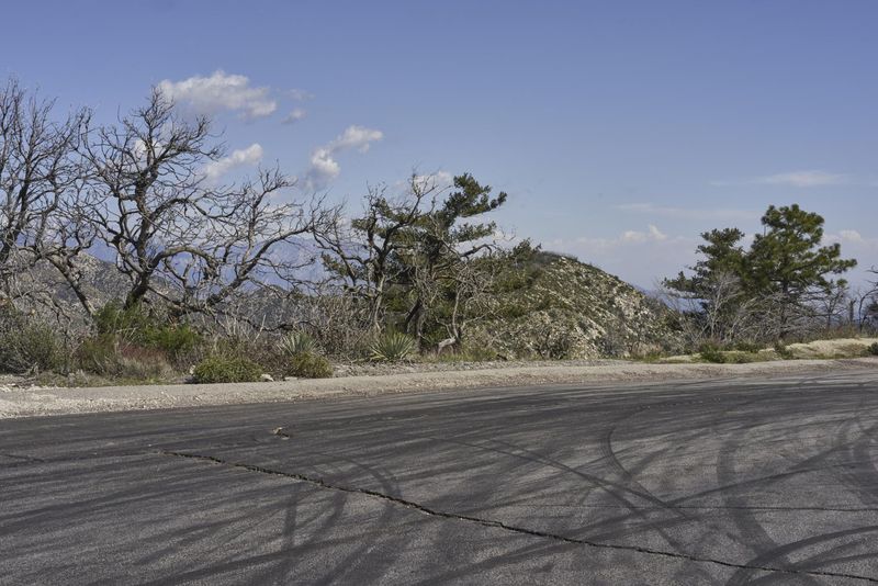 Empty Road Through California Mountain Trees HDRi Maps and Backplates