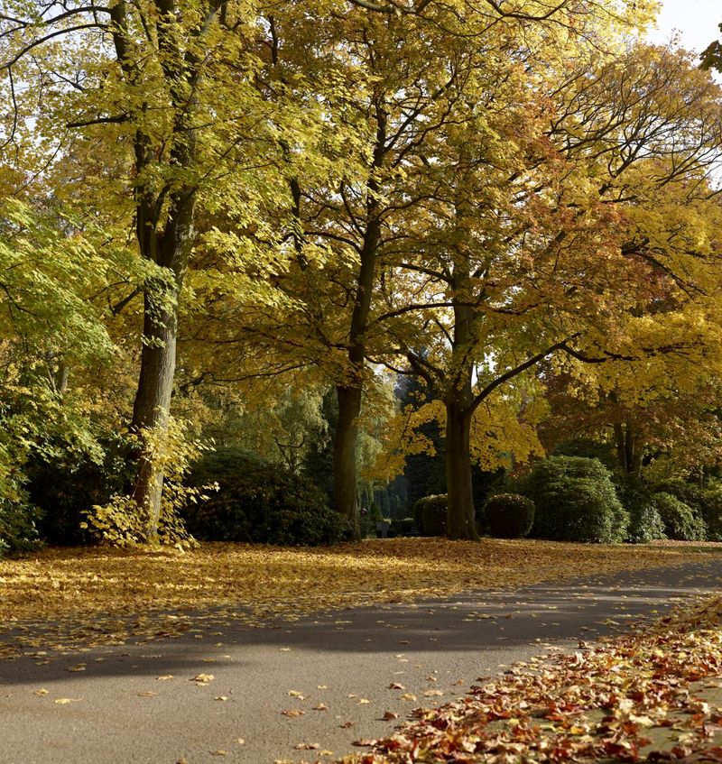 Empty Road in Hamburg, Germany in Autumn HDRi Maps and Backplates