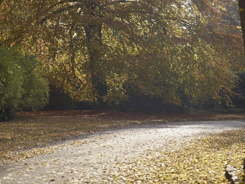 Empty Road in Northern Germany with Golden Leaves HDRi Maps and Backplates