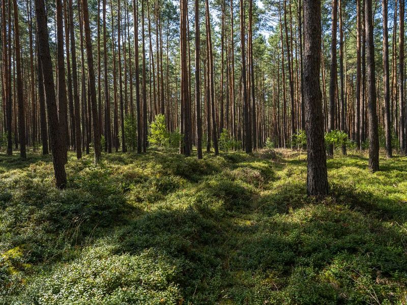 Forest and Grass Landscape in Brandenburg HDRi Maps and Backplates