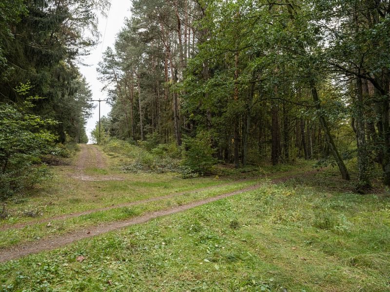 Forest Road in Berlin, Germany HDRi Maps and Backplates