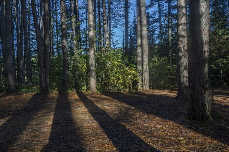 Forest Vegetation in Toronto, Ontario, Canada HDRi Maps and Backplates