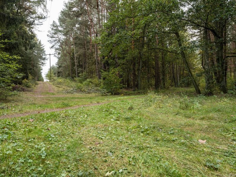 Germany Landscape: A Road Through the Forest HDRi Maps and Backplates