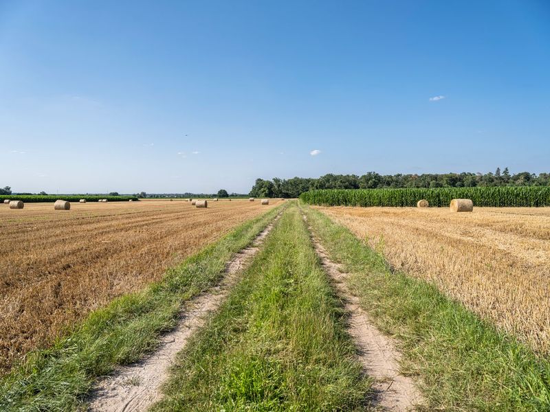Germany Landscape: Rural Field of Green HDRi Maps and Backplates