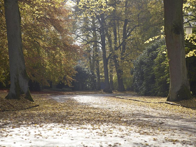 Germany Road Through Forest on Asphalt HDRi Maps and Backplates