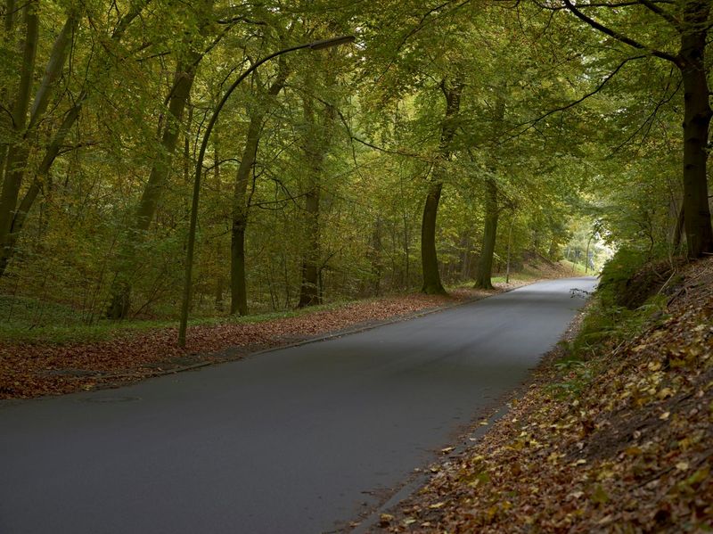 Germany Road Through Autumn Forest on Asphalt HDRi Maps and Backplates