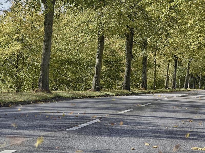 Germany Road Through Forest Autumn Landscape - HDRi Maps and Backplates