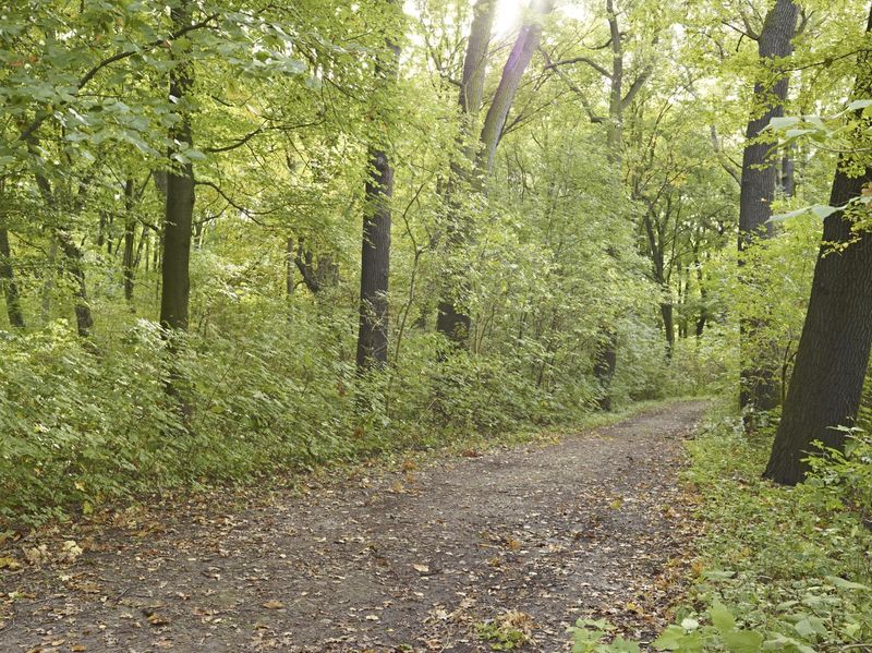 Rugged Dirt Road Through the Forest in Germany - HDRi Maps and Backplates