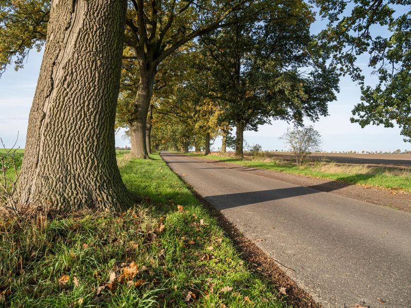 Germany's Road through Nature: Trees in Autumn HDRi Maps and Backplates