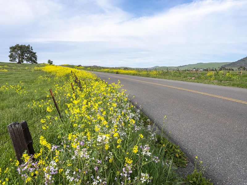 Gloomy Day in California Rural Landscape HDRi Maps and Backplates