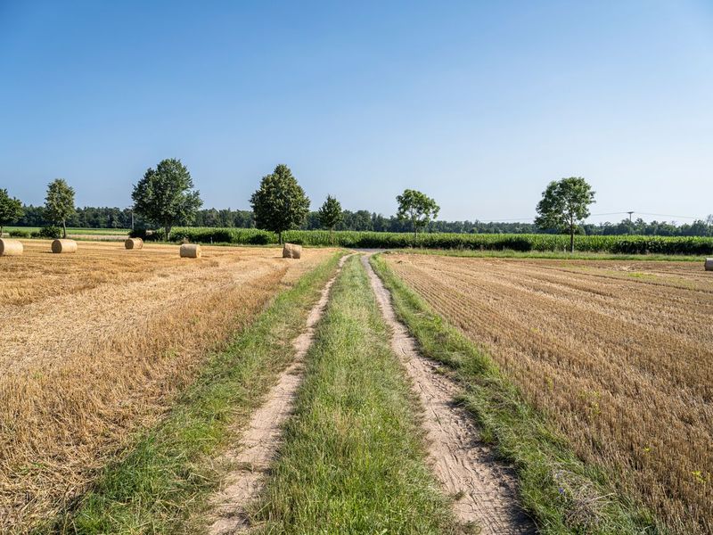 Green Field and Cornfield: Agriculture in Germany HDRi Maps and Backplates