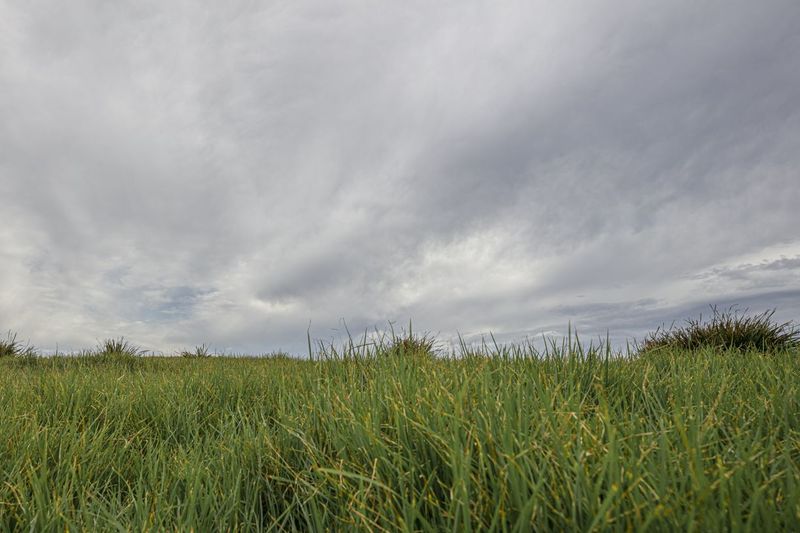 Green Grass and Bushes: An Open Space for Agriculture HDRi Maps and ...