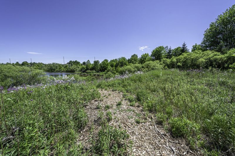 Green Grass Surface: A Serene Landscape HDRi Maps and Backplates