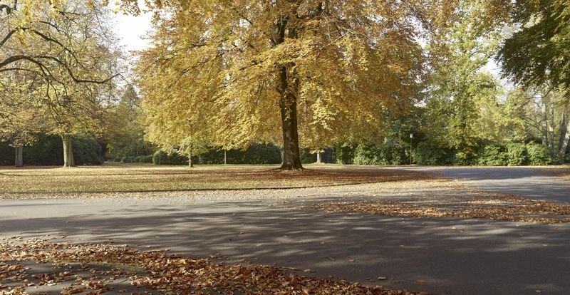 Autumn Road with Trees in Hamburg, Germany HDRi Maps and Backplates