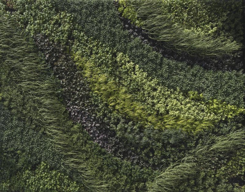 Los Angeles Lush Grass Landscape