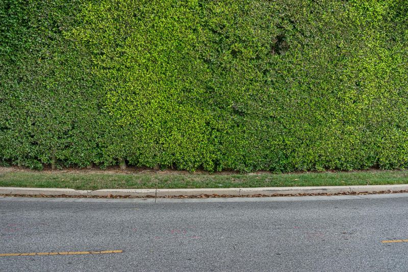 Los Angeles Road with Hedge Wall HDRi Maps and Backplates