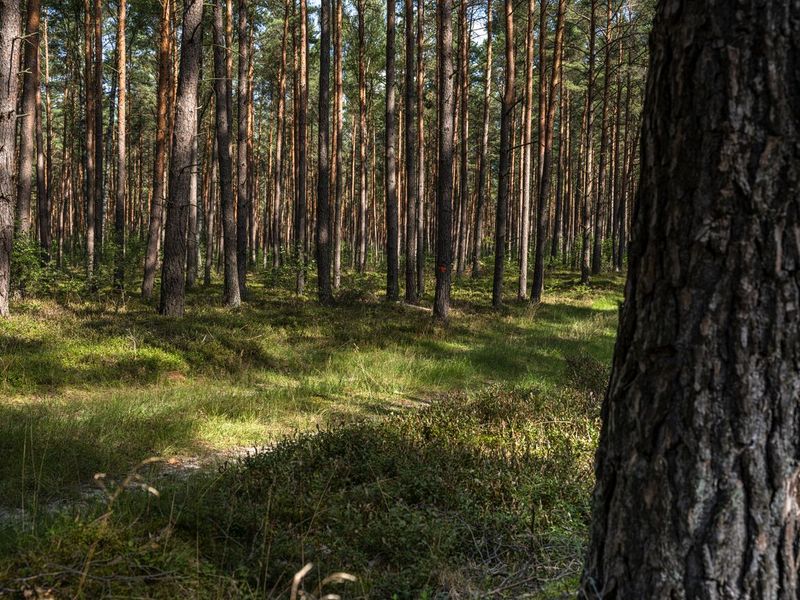 Lush Forest Road in Berlin, Brandenburg HDRi Maps and Backplates