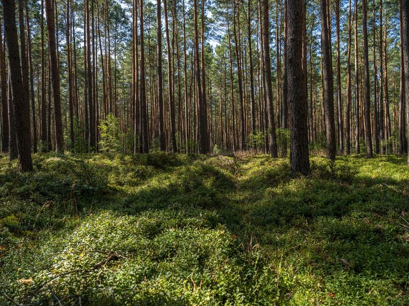 Lush Forest Road: Nature in Berlin HDRi Maps and Backplates