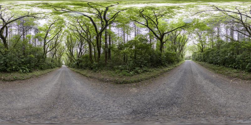 Lush Forest Road: Straight Ahead HDRi Maps and Backplates