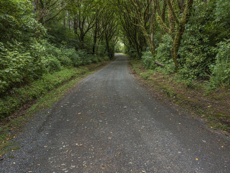 Lush Forest Road: Abundant Vegetation and Sunlight HDRi Maps and Backplates