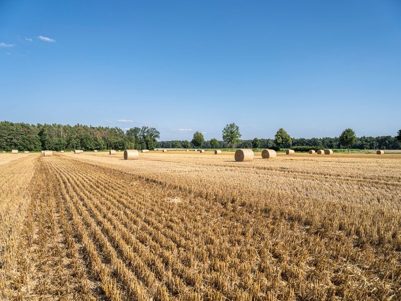Lush Green Fields in Germany Agricultural HDRi Maps and Backplates