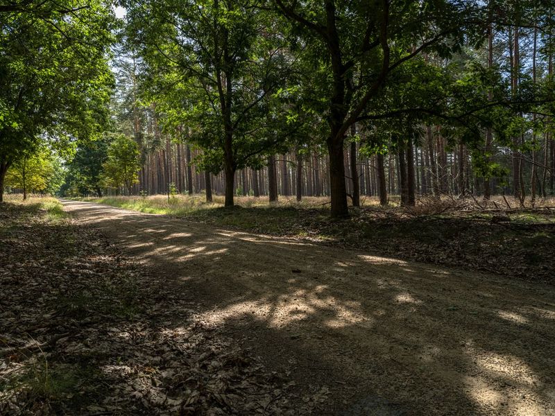 Lush Green Forest in Brandenburg, Berlin HDRi Maps and Backplates