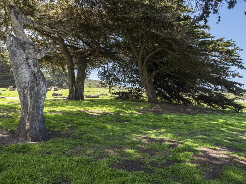Lush Green Landscape in California, USA HDRi Maps and Backplates