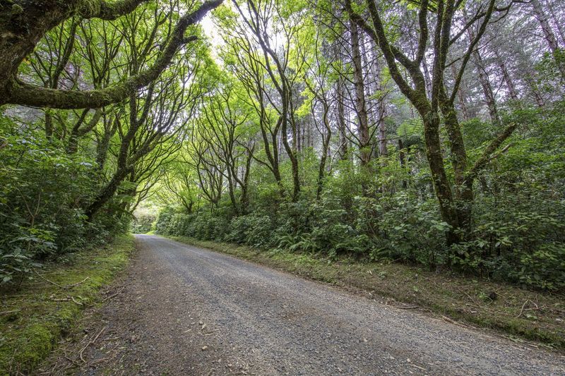 A Lush Landscape with a Winding Road Through the Forest HDRi Maps and ...