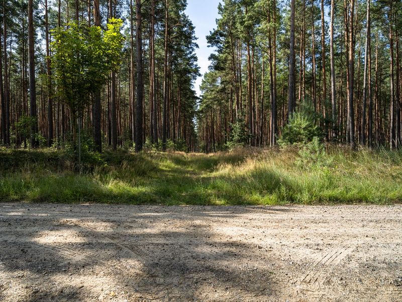 Nature Track in Berlin Brandenburg HDRi Maps and Backplates
