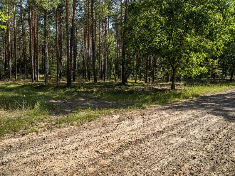 Off Road Adventure Through the Woods in Brandenburg HDRi Maps and ...