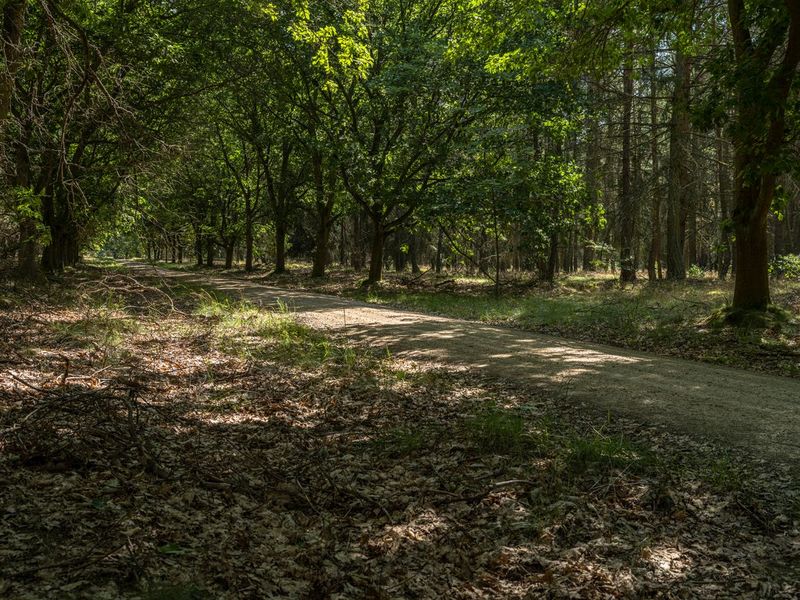 Off-Roading in Berlin: A Landscape Adventure HDRi Maps and Backplates