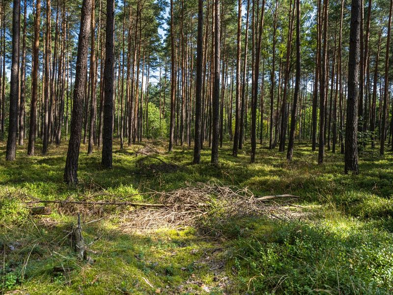 Off Road Adventure in Brandenburg's Forest HDRi Maps and Backplates