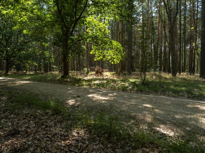 Off-Road Forest Drive in Berlin Nature HDRi Maps and Backplates