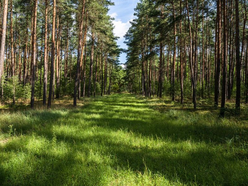Off-Road Landscape in Berlin and Brandenburg HDRi Maps and Backplates