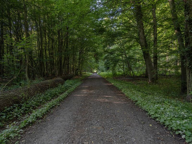 Road Through Germany's Lush Green Forest HDRi Maps and Backplates