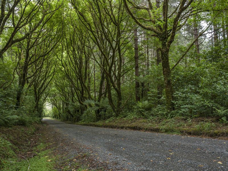 Road Through Lush Forest with Green Leaves - HDRi Maps and Backplates
