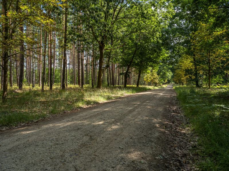 Rugged Dirt Road Berlin through Tall Trees Forest HDRi Maps and Backplates