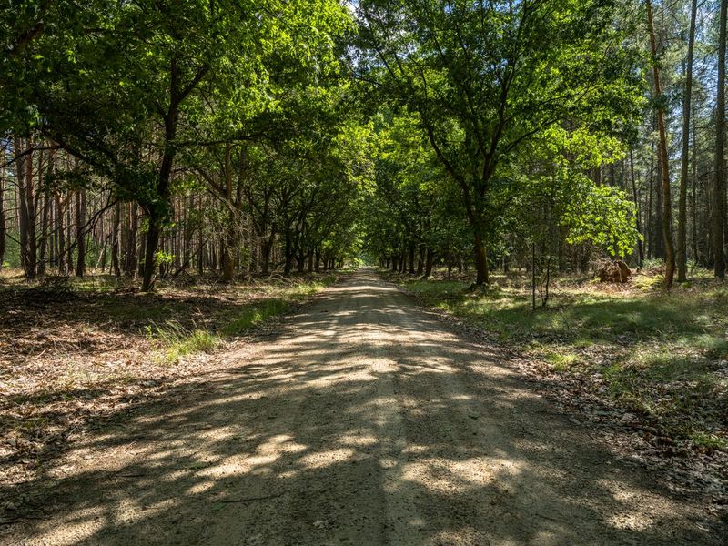 Rugged Landscape in Berlin: Forest Road for Off-Roading HDRi Maps and ...