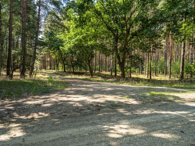 Rugged Off-Road Track in Berlin Forest HDRi Maps and Backplates