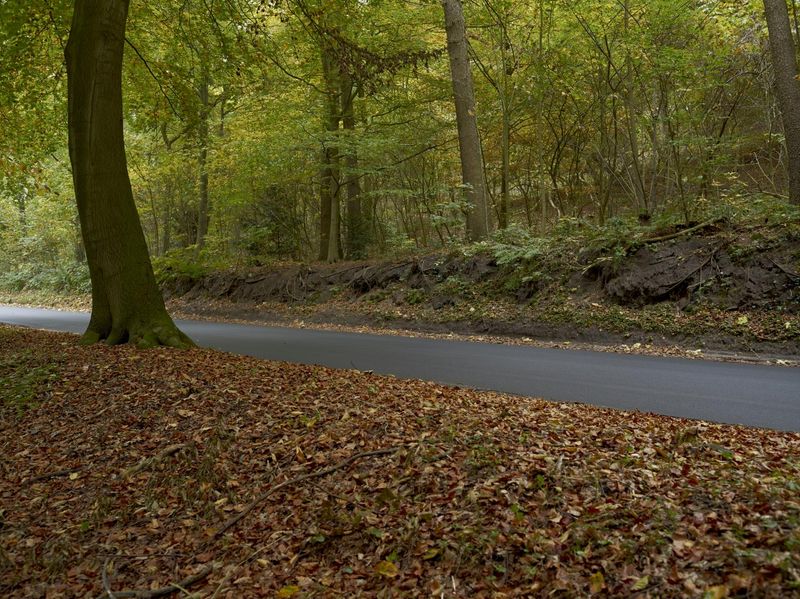 Running on an Autumn Road in Hamburg, Germany HDRi Maps and Backplates